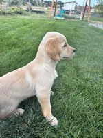 Girl, a female Golden Retriever for sale in Denver, CO – 1 of 6