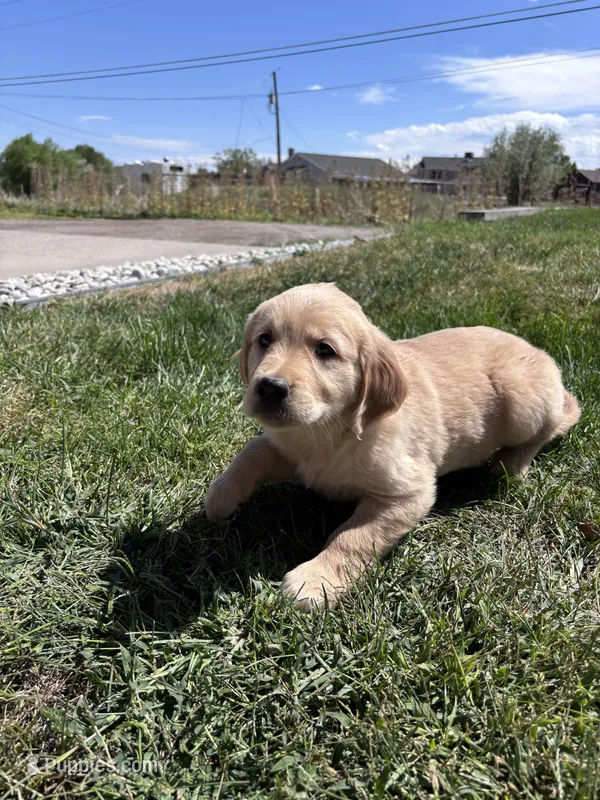 Golden Boy  – Golden Retriever puppy for sale in Denver, CO