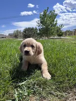 Golden Boy , a male Golden Retriever for sale in Denver, CO – 2 of 3