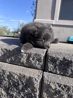 Pom girl , a female Pomeranian for sale in Denver, CO – 2 of 4