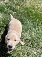 Golden Girl, a female Golden Retriever for sale in Denver, CO – 3 of 4