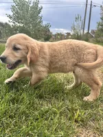Boy, a male Golden Retriever for sale in Denver, CO – 2 of 3