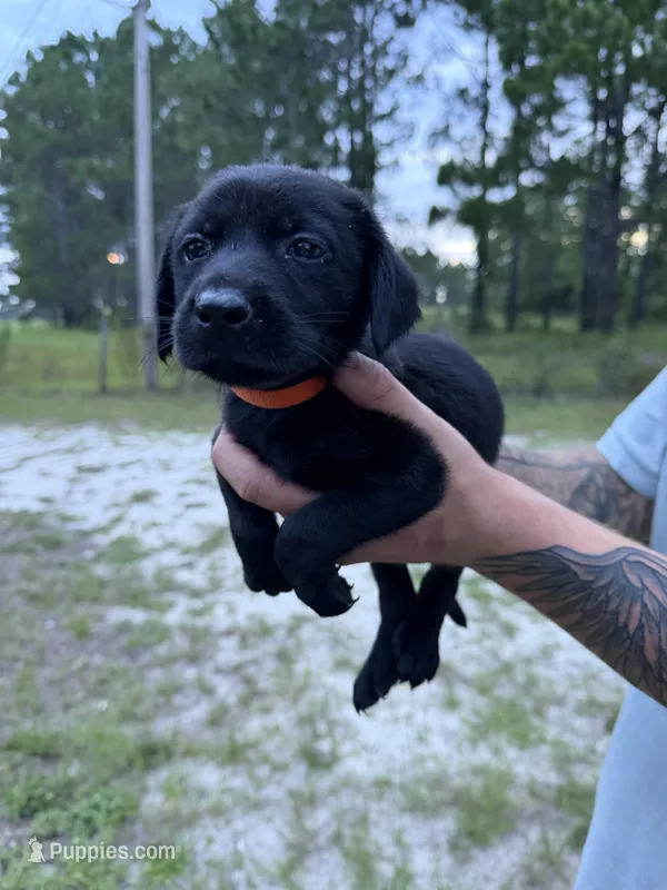 Orange Collar male  – Labrador Retriever puppy for sale in Claxton, GA