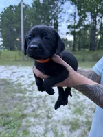 Orange Collar male , a male Labrador Retriever for sale in Claxton, GA – 1 of 1