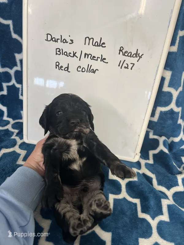 Darla’s Red collar