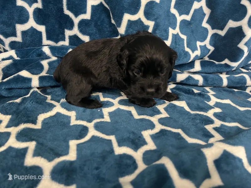 Mary Noel’s gray collar