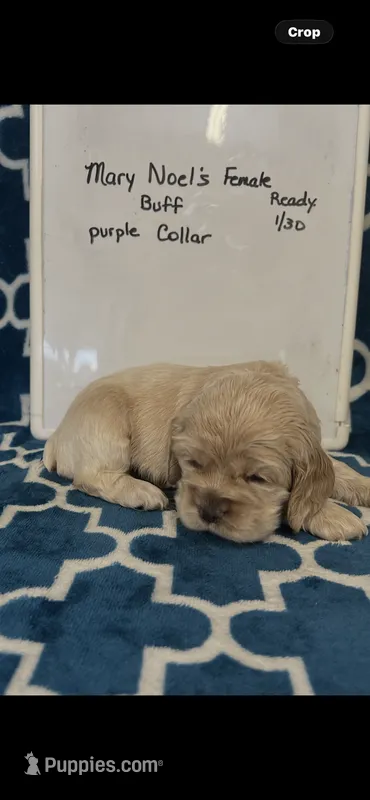 Mary Noel’s purple collar