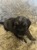 Luna, a male Saint Berdoodle for sale in Spokane, WA – Photo 3 of 3