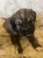 Luna, a male Saint Berdoodle for sale in Spokane, WA – Photo 1 of 3