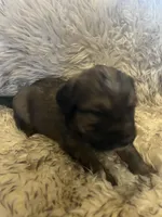 Luna, a male Saint Berdoodle for sale in Spokane, WA – Photo 2 of 3