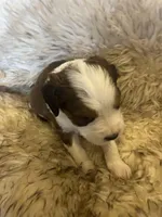 Hailey, a female Saint Berdoodle for sale in Spokane, WA – Photo 3 of 3