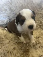 Hailey, a female Saint Berdoodle for sale in Spokane, WA – Photo 2 of 3