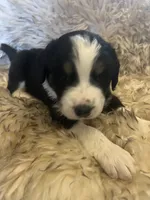 Ed, a male Saint Berdoodle for sale in Spokane, WA – Photo 1 of 2