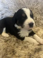 Ed, a male Saint Berdoodle for sale in Spokane, WA – Photo 2 of 2