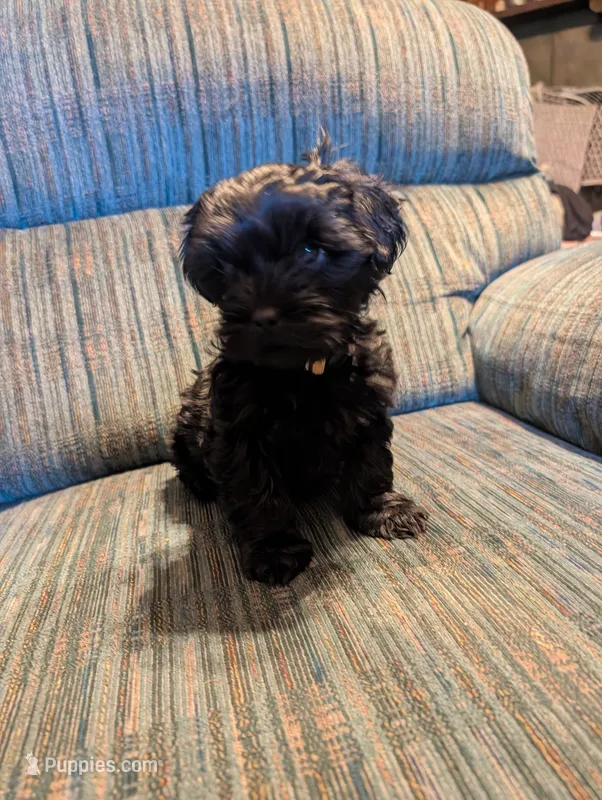 Curly – Shih Tzu, Yorkshire Terrier puppy for sale in Black Hawk, CO