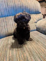 Curly, a male Shih Tzu and Yorkshire Terrier for sale in Black Hawk, CO – 1 of 6