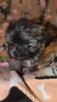 Tank , a male Shorkie for sale in Black Hawk, CO – 3 of 5