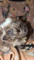 Tank , a male Shorkie for sale in Black Hawk, CO – 1 of 5