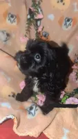 Tank , a male Shorkie for sale in Black Hawk, CO – 5 of 5
