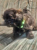 Moe, a male Shorkie for sale in Black Hawk, CO – 2 of 3