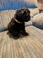 Curly, a male Shih Tzu and Yorkshire Terrier for sale in Black Hawk, CO – 2 of 6