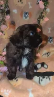 Tank , a male Shorkie for sale in Black Hawk, CO – 2 of 5
