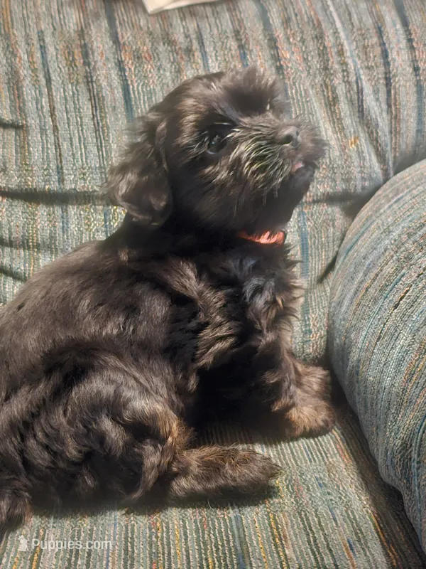 Moe – Shorkie puppy for sale in Black Hawk, CO