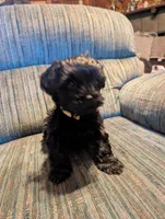 Curly, a male Shih Tzu and Yorkshire Terrier for sale in Black Hawk, CO – 6 of 6