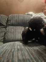 Moe, a male Shorkie for sale in Black Hawk, CO – 3 of 3