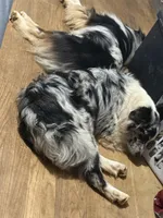 Drew, a male Australian Shepherd for sale in Kingsport, TN – Photo 3 of 5