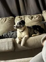 Drew, a male Australian Shepherd for sale in Kingsport, TN – Photo 2 of 5