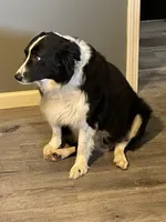 Drew, a male Australian Shepherd for sale in Kingsport, TN – Photo 5 of 5