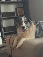 Drew, a male Australian Shepherd for sale in Kingsport, TN – Photo 1 of 5