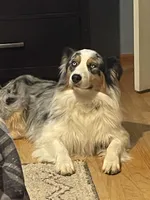 Drew, a male Australian Shepherd for sale in Kingsport, TN – Photo 4 of 5