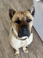 Drax, a male Cane Corso for sale in Oklahoma City, OK – Photo 3 of 5