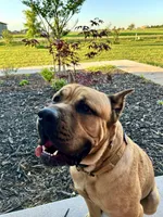 Drax, a male Cane Corso for sale in Oklahoma City, OK – Photo 5 of 5