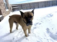 Drax, a male Cane Corso for sale in Oklahoma City, OK – Photo 2 of 5
