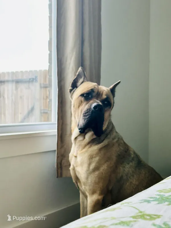 Drax – Cane Corso puppy for sale in Oklahoma City, OK