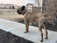 Drax, a male Cane Corso for sale in Oklahoma City, OK – Photo 4 of 5