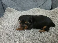 Yorkie #2 boy, a male Yorkshire Terrier for sale in Alexander City, AL – 3 of 4