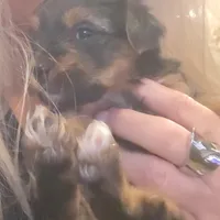 Hub , a male Yorkshire Terrier for sale in Alexander City, AL – Photo 1 of 4