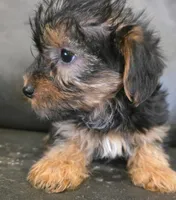Hub , a male Yorkshire Terrier for sale in Alexander City, AL – Photo 4 of 4