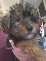 Hub , a male Yorkshire Terrier for sale in Alexander City, AL – Photo 3 of 4