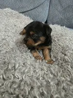 Yorkie #2 boy, a male Yorkshire Terrier for sale in Alexander City, AL – 4 of 4