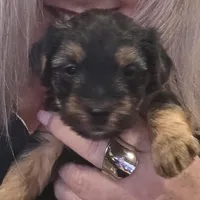 Magelon, a male Yorkshire Terrier for sale in Alexander City, AL – Photo 5 of 9