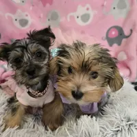 Magelon, a male Yorkshire Terrier for sale in Alexander City, AL – Photo 6 of 9