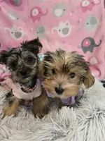 Magelon, a male Yorkshire Terrier and Biewer for sale in Alexander City, AL – Photo 5 of 8
