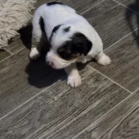 Magelon, a male Yorkshire Terrier for sale in Alexander City, AL – Photo 9 of 9