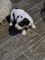 Magelon, a male Yorkshire Terrier and Biewer for sale in Alexander City, AL – Photo 8 of 8