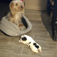 Magelon, a male Yorkshire Terrier for sale in Alexander City, AL – Photo 7 of 9